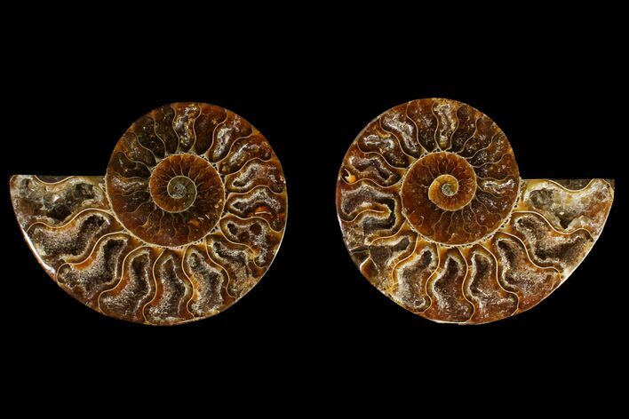 Agatized Ammonite Fossil - Crystal Filled Chambers #145932